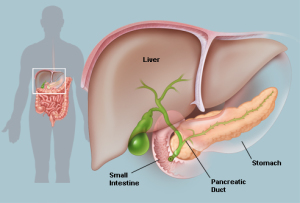 Anatomy of Pancreas